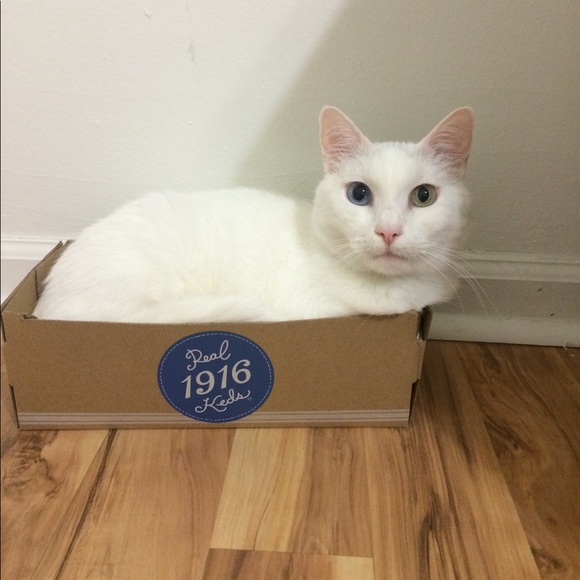 Meet your Posher, Holly - Picture 11 of 14